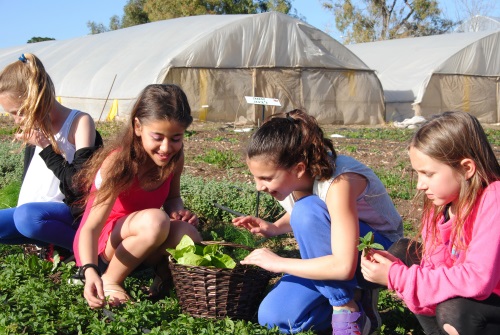 קטופותי קטיף עצמי בצפון בית לחם הגלילית