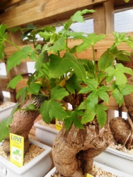 משתלות גבעת ברנר