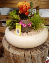 משתלות גבעת ברנר