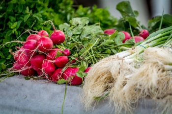 הפנינג משתלות גבעת ברנר