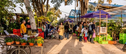 משתלות גבעת ברנר