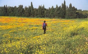 פריחה במגידו
