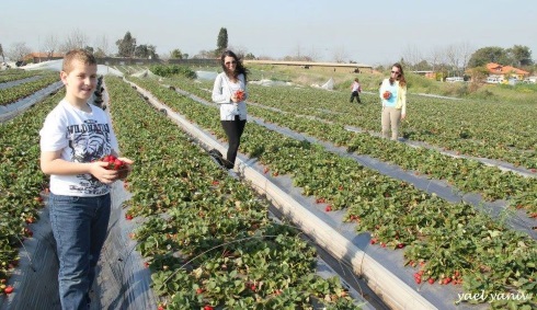 קטיף תותים עצמי, משק 6 קטיף עצמי תותים אתר לגדול