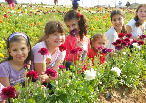 משק 6 קטיף עצמי של פרחים בשרון