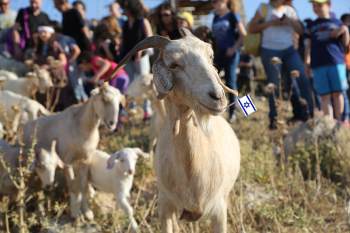 עצמאות בפארק נאות קדומים