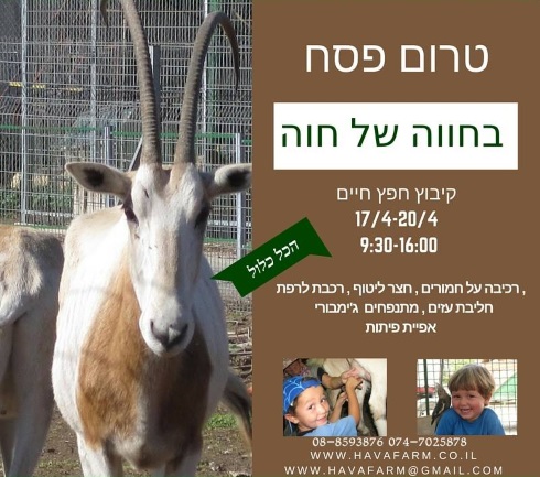 פסח בחווה של חוה