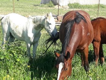 פסטיגל חלב בראשית - אתר לגדול