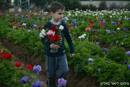 חווית קטיף תותים 