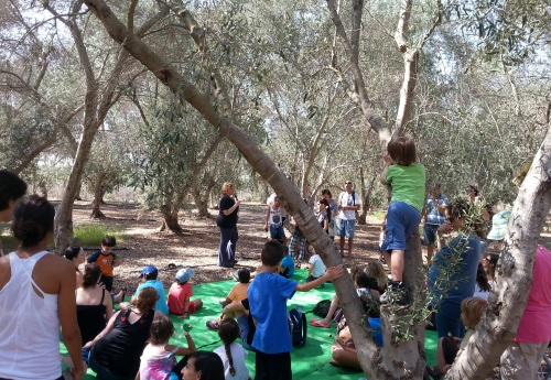 מסיק בשמנא מושב חגור