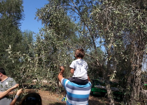 מסיק בית בד שמנא