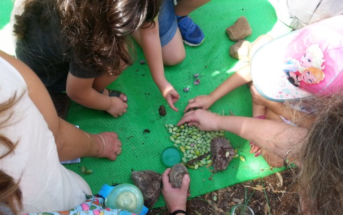 מסיק זיתים בית בד שמנא