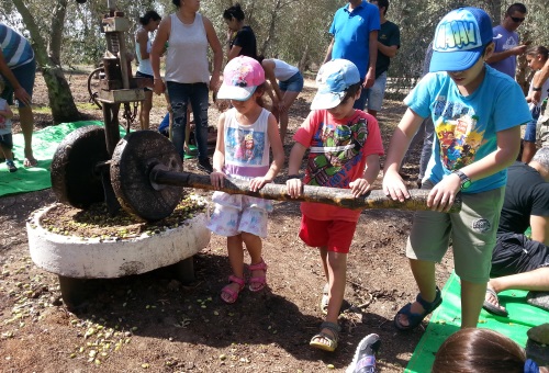 כתישת זיתים במפרכת (אבני ריחיים) בשמנא