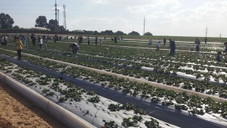 טלי תות קטיף תותים אתר לגדול