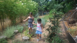 תבלין בגן וצבים מוגנים