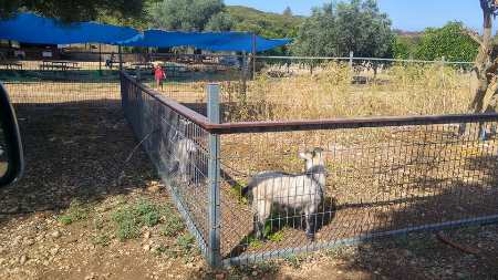 להתאהב בטבע פינת חי 