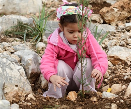 נטיעות קק"ל בטו בשבט