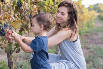 בוצרים ונהנים בקיץ 2019 ביקב יפתחאל