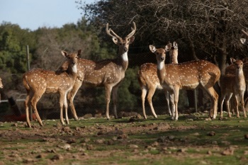 יער האיילים