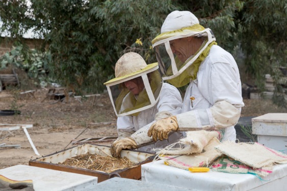קיץ 217 ביד מרדכי - אתר לגדול