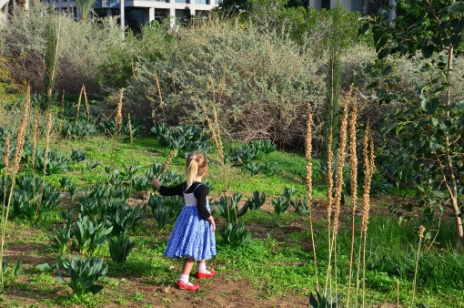 זריעה וטמינה של פקעות פרחי בר