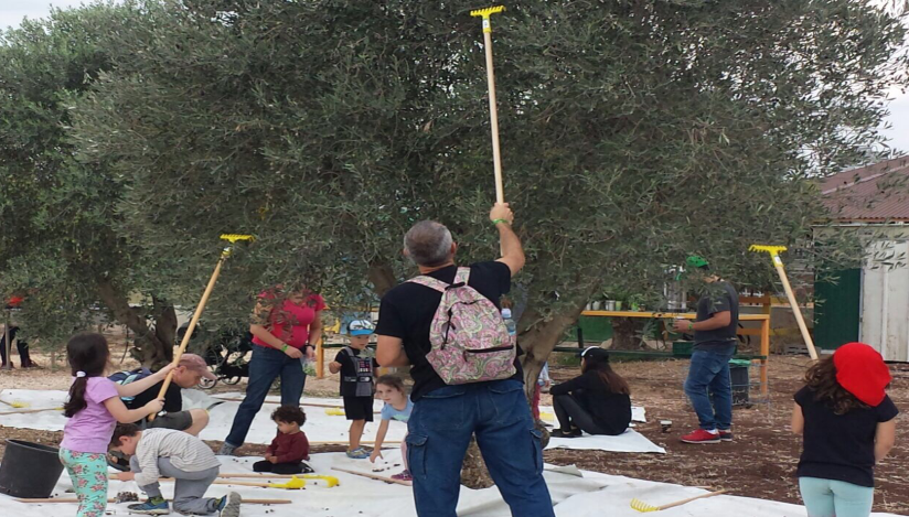 מסיק זיתים בקרקס החקלאי, לגדול