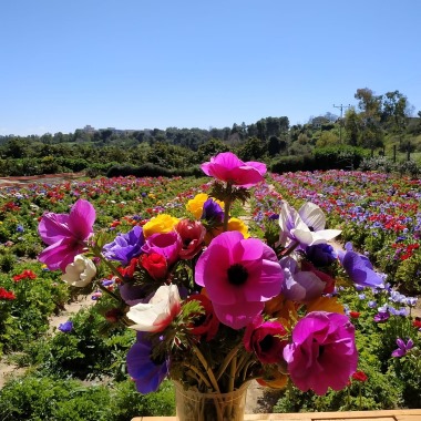 פרחים בעמק קטיף כלניות