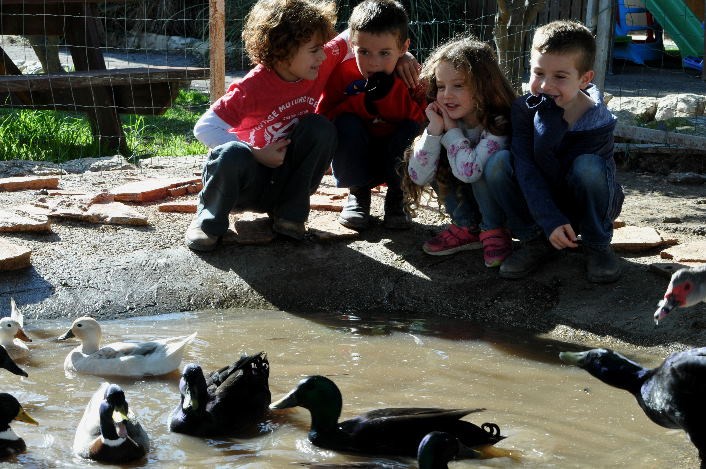ברווזים בכפר, מרכז מבקרים, אטרקציות לילדים פינת חי.